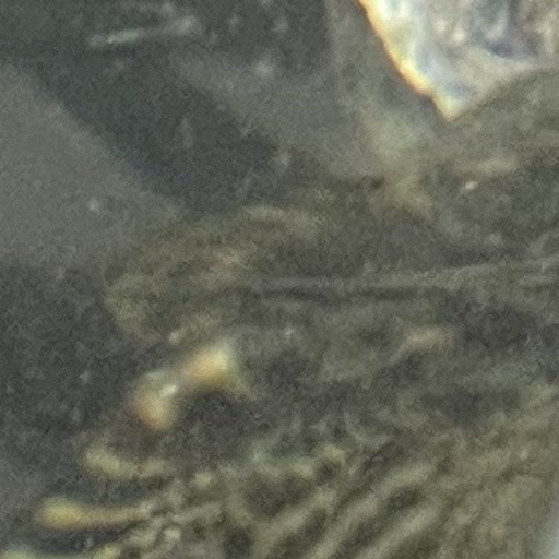AquaOne Tierbild 5